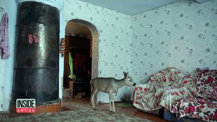 Injured Baby Deer Becomes This Family's Indoor House Pet After Being Rescued
