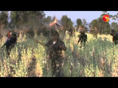 Opium is our enemy:TNLA Military Chief