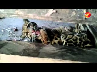 Leopard Brings Good Luck: Ethnic Ta'angs