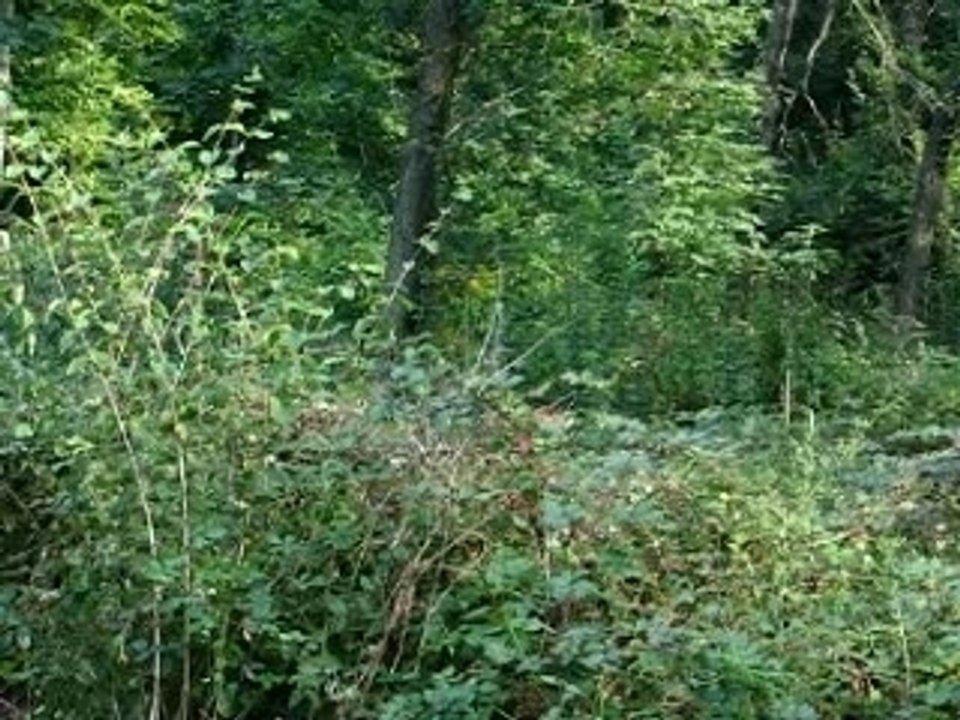 virage de dingue mini moto attaque