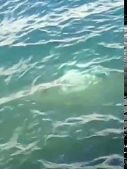 Sirena Real Encontrada en Mexico  lundi dernier • 2 vues