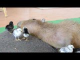 Exhausted Capybara Can't Keep Up With All These Chicks