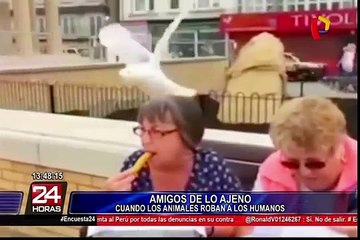 Animales ladrones que fueron sorprendidos con las manos en la masa