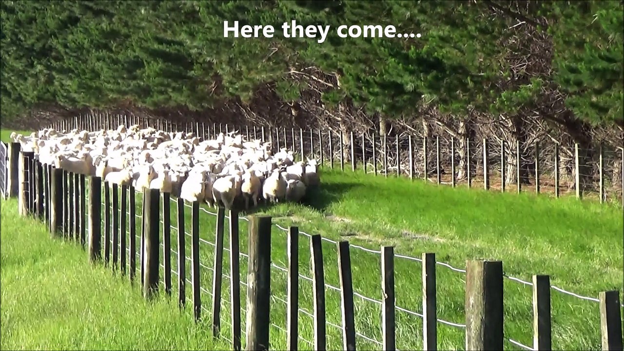 Sheep in New Zealand Farm Meh Meh Sheep