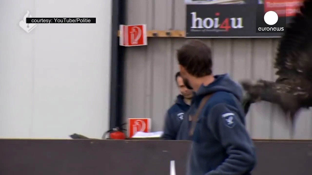 Eagles vs drones: Dutch police train birds of prey to combat airborne terrorist devices