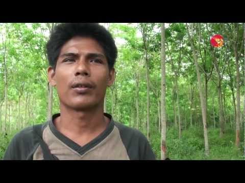 Life of Burmese Rubber workers in Thailand