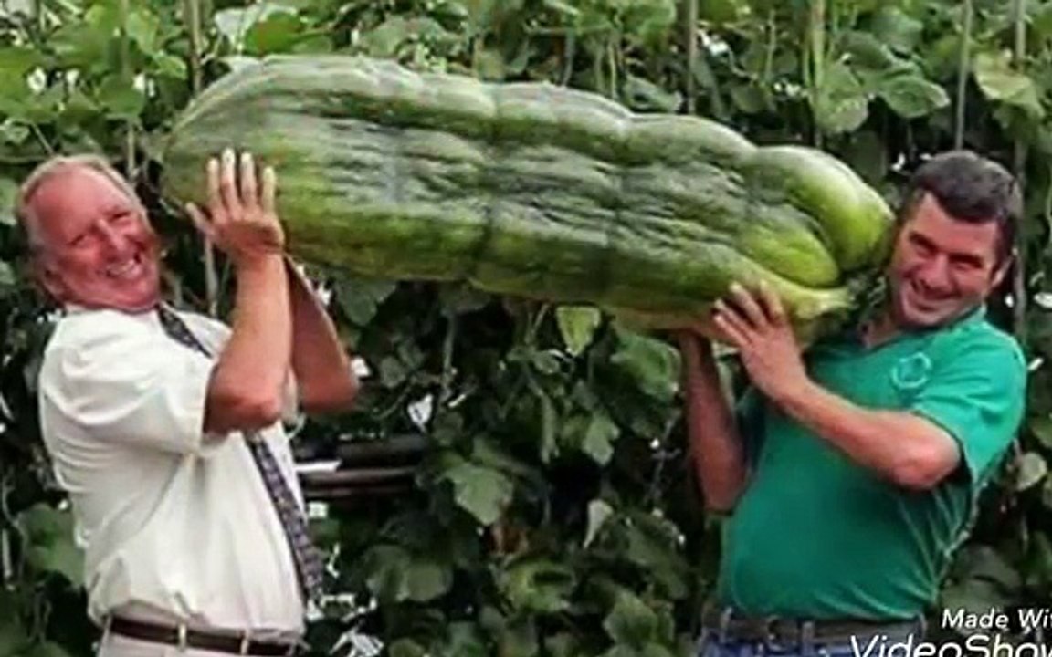 Very large vegetables