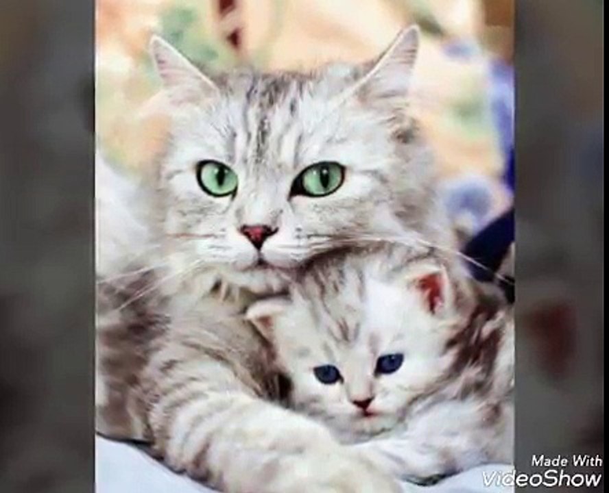 Sweet cats