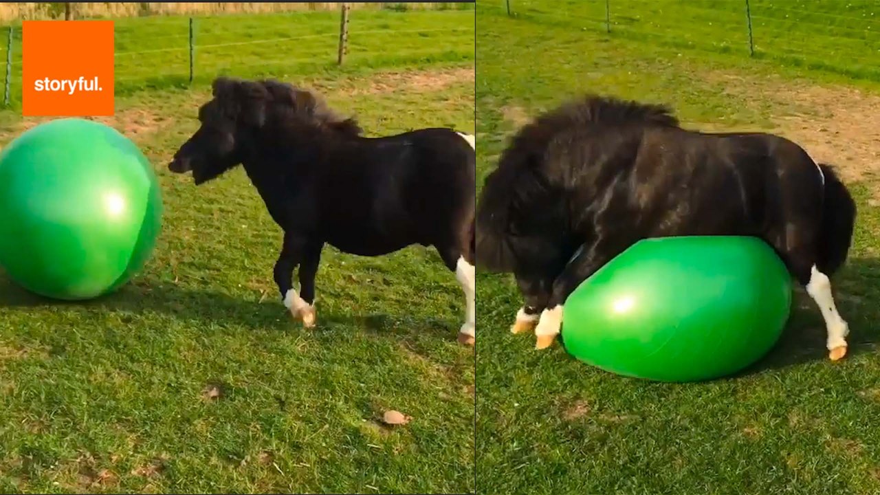 Tiny Horse Plays With Medicine Ball