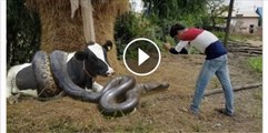 Amazing-Man-Catch-Water-Snake--How-to-catch-water-snake-in-siemreap-cambodia