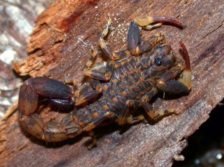 10 Strange Looking Scorpion Species In the World