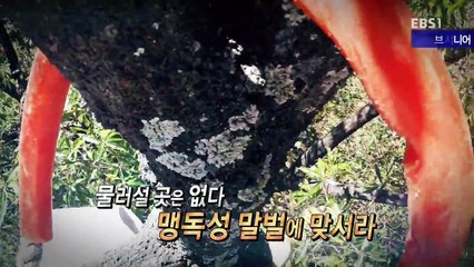 Extreme Jobs-E750-Wasp Hunter-20161130