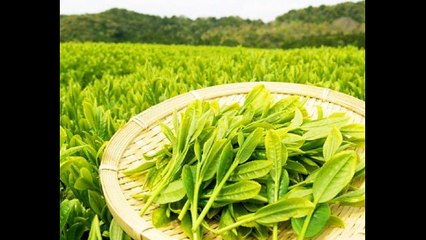 japanese green tea