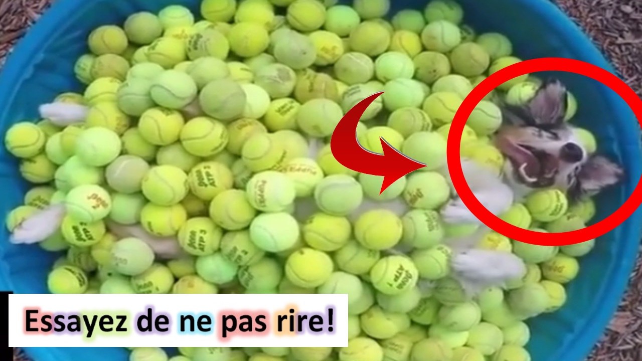 compilation de chutes #81 chutes  compile gag | Meilleures videos du net | insolites