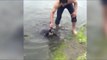 Sauvetage d'un Koala en train de se noyer dans une rivière