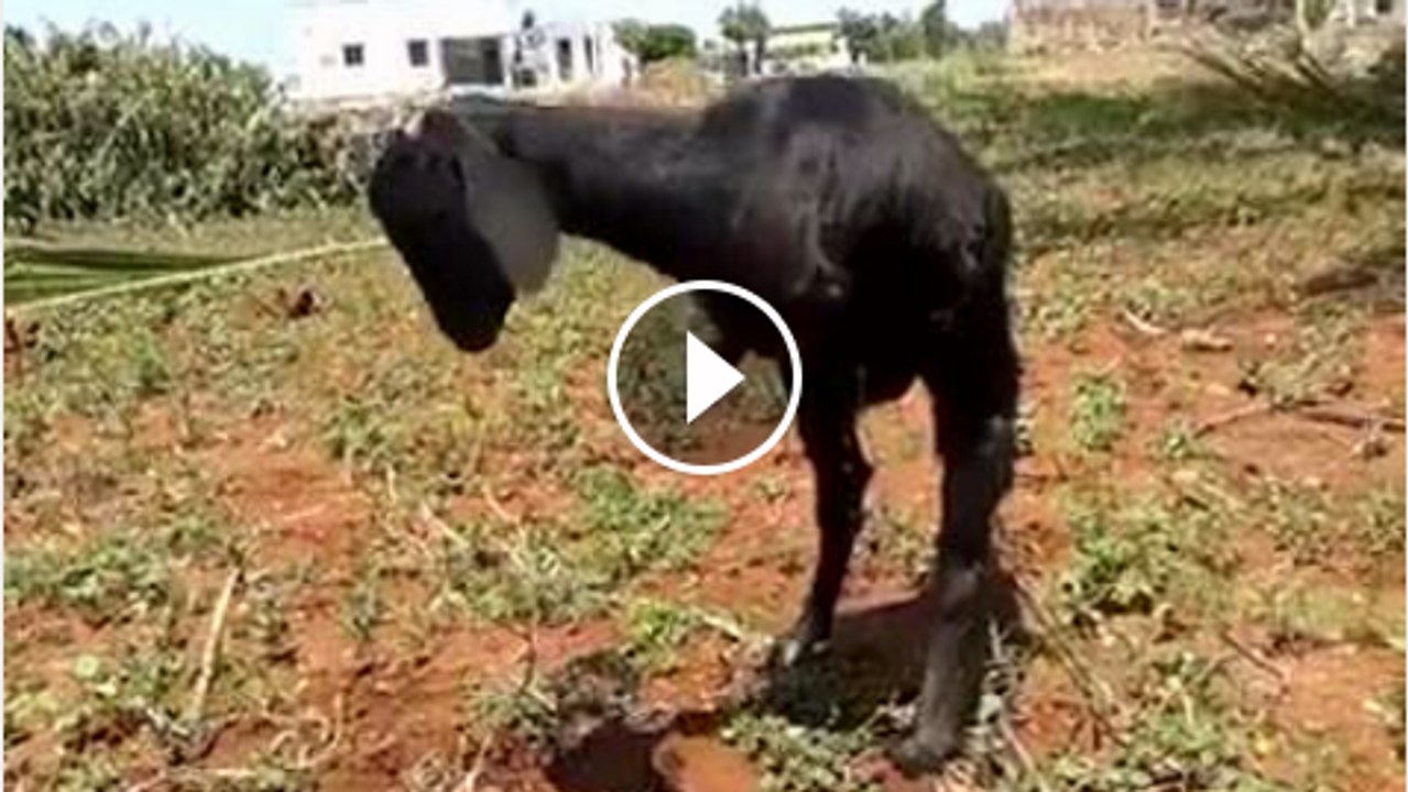 Goat have two legs SubhanAllah