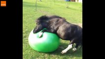 Ce poney joue avec une balle géante de gymnastique !