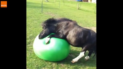 Ce poney joue avec une balle géante de gymnastique !