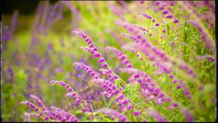 Splet narodnih pesama (33)