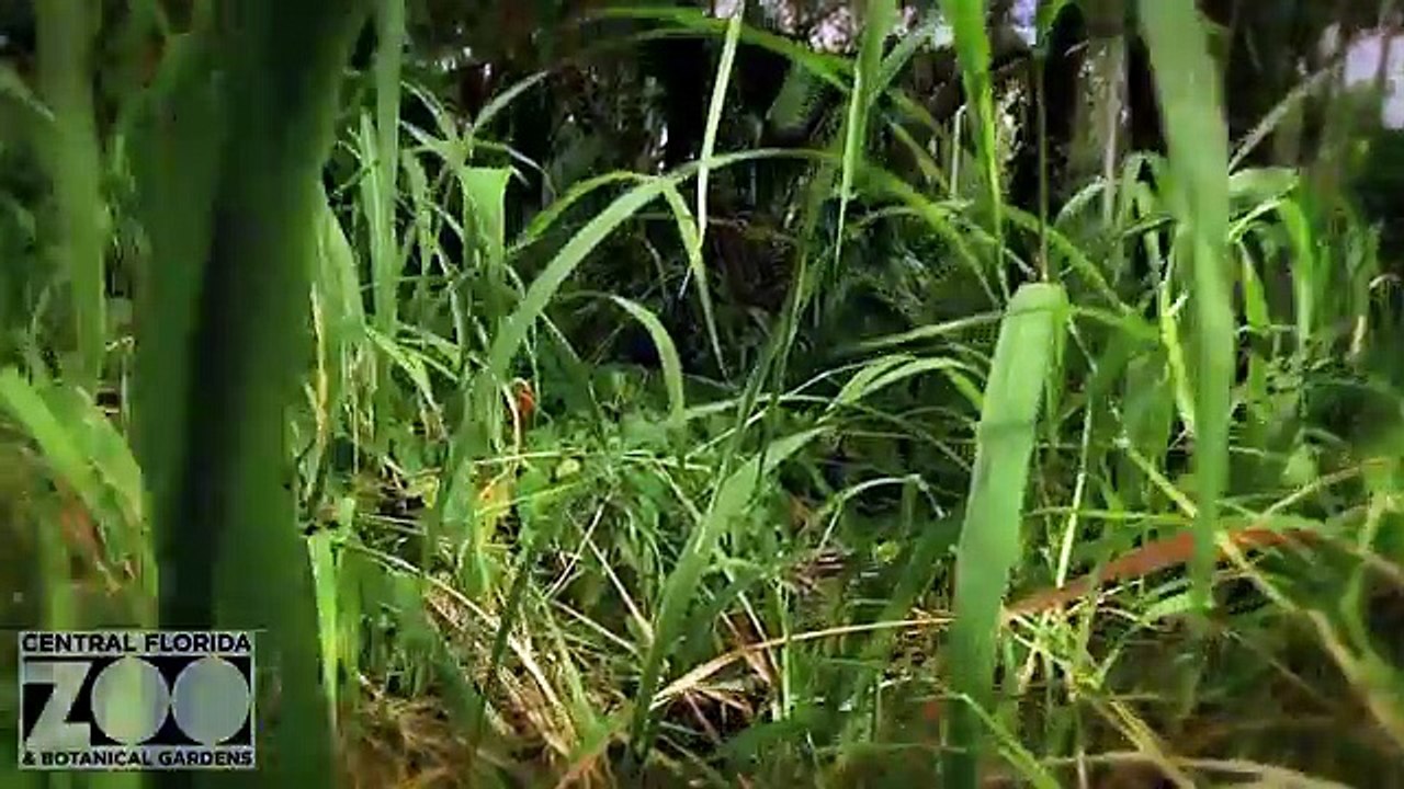 Inappropriate Zoo Commercial