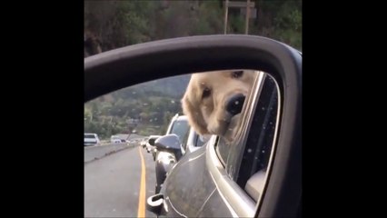 Quand ton chien te surveille de près dans le rétro