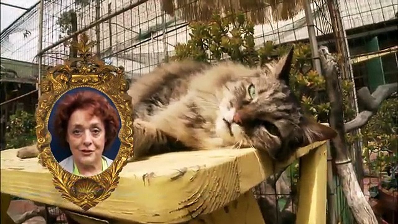 WOMAN SPEAKS CAT - Holiday Hotel for Cats Commercial