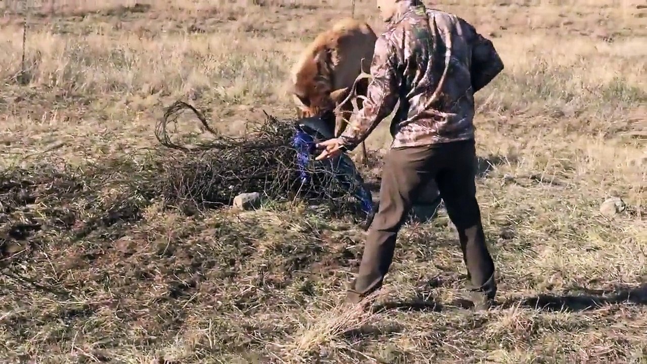 Vous pensez qu'il va tuer cet élan piégé?! Attendez la fin!
