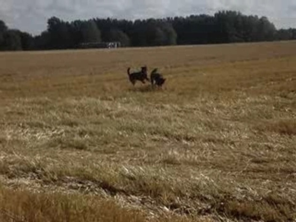 nep et kum dans les champs
