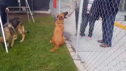 Ritrovano il loro Pastore Tedesco in un canile, ma loro decidono di adottare un altro cane