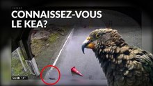 Perroquets barre route aux touristes