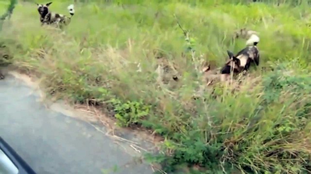 Wild Dog vs Hyenas - Wild Dogs Attacks Hyena 2015
