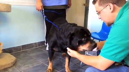 Ritrova il suo Cane dopo 8 Anni..Quando Ormai la sua Speranza era Svanita