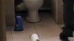 Un homme fait une sale découverte dans ses toilettes (Afrique du Sud)