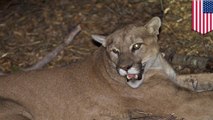 Rancher gets permit to shoot mountain lion that killed 12 farm animals for fun