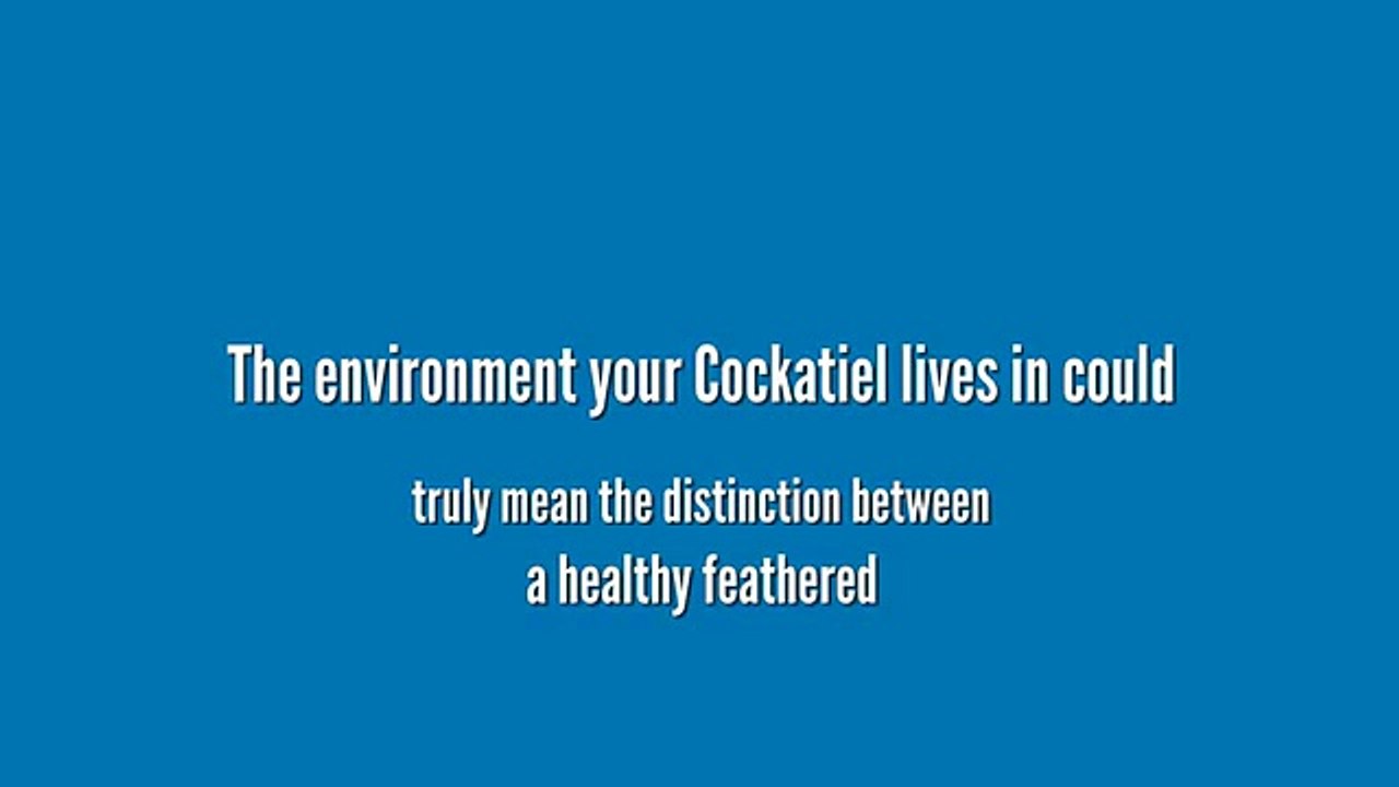 3 Most useful Cockatiel Cages