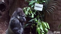 Toronto Zoo Baby Gorilla Naming