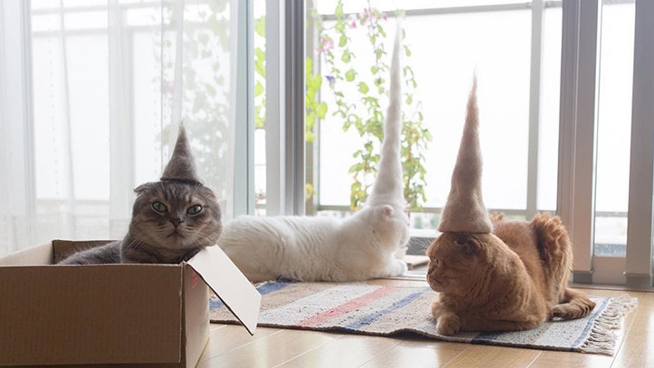 Il réalise des chapeaux en poils de chats