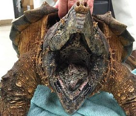 Snapping Turtle Saved
