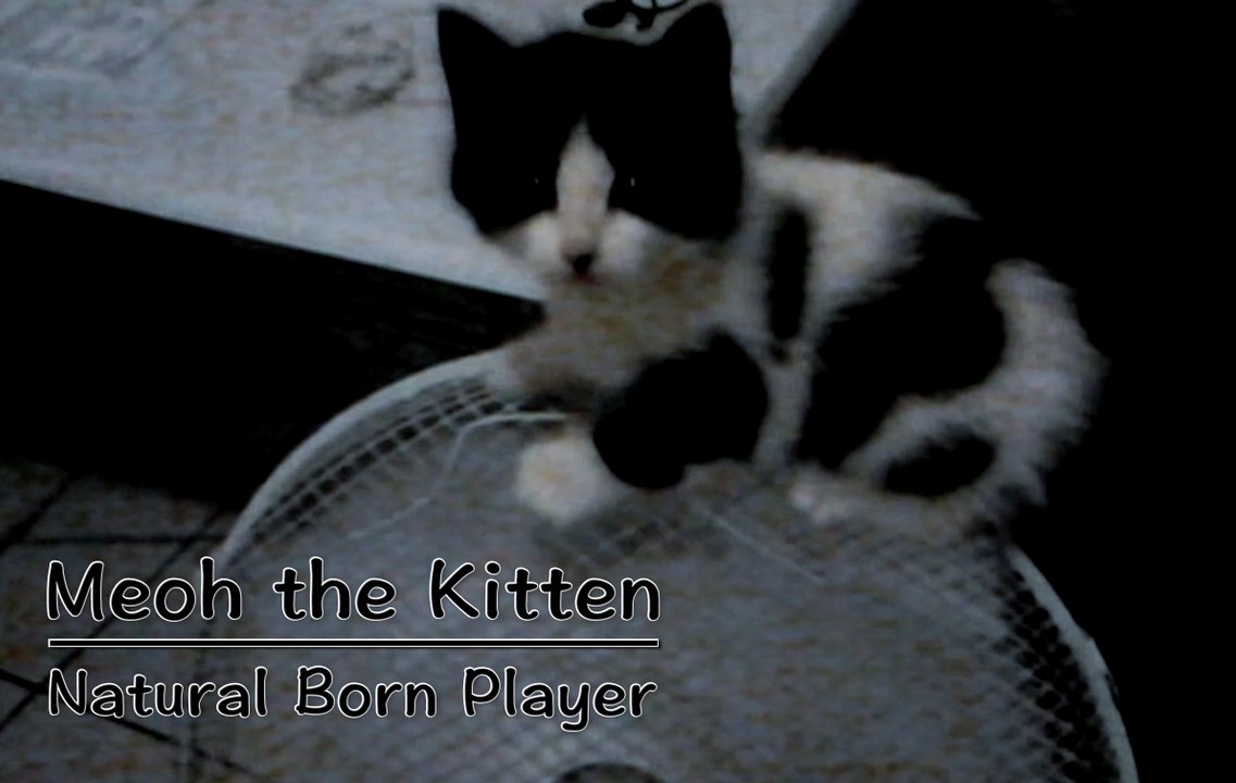 Chaton jouant sur le ventilateur