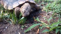 Tortoises - Giant Turtles Animals Video for Kids