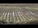 Report TV - Fusha e Torovicës kthehet në kënetë fermerët:E vetmja mundësi jetese