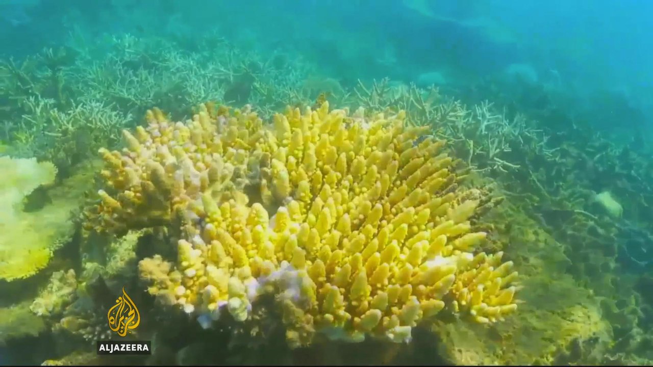 Australia ‘falls short’ in protecting coral reefs