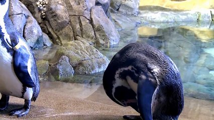 Penguins for Kids - A Penguin Video for Children