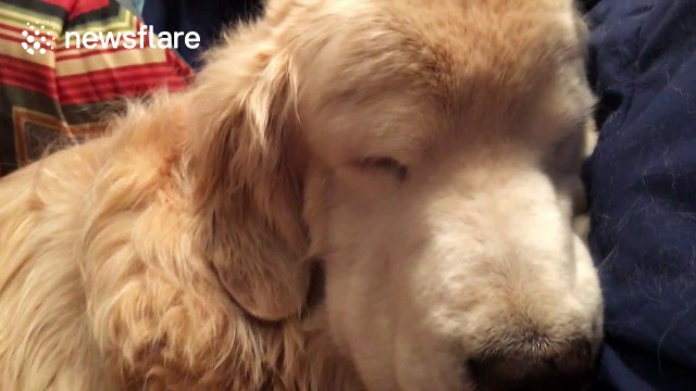Adorable golden retriever snores loudly while sleeping