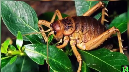 Los animales mas grandes del mundo