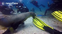 Juvenile sea lion chews on scuba diver's flippers