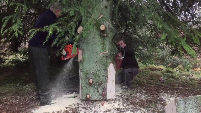 Le sapin de Noël du palais royal a été coupé à Elsenborn, dans les Hautes Fagnes.