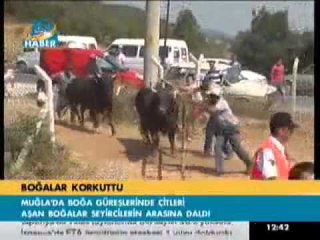Muğla'nın arenası boğalara dar geldi