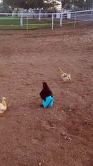Chicken Runs Around Wearing Blue Pants
