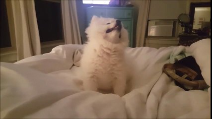L'éternuement de ce petit chien est sans aucun doute le plus mignon jamais vu